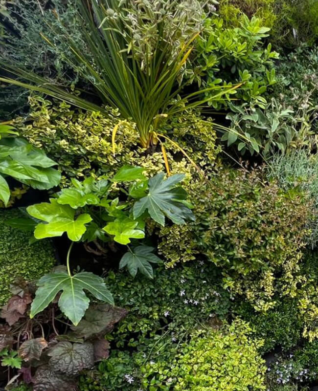 Vertiwall - Mur Végétal Vivant en Extérieur – Particulier – Les Sables-d’Olonne