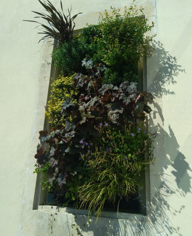 Vertiwall - Mur Végétal Vivant en extérieur – Institution Saint Stanislas à Nîmes