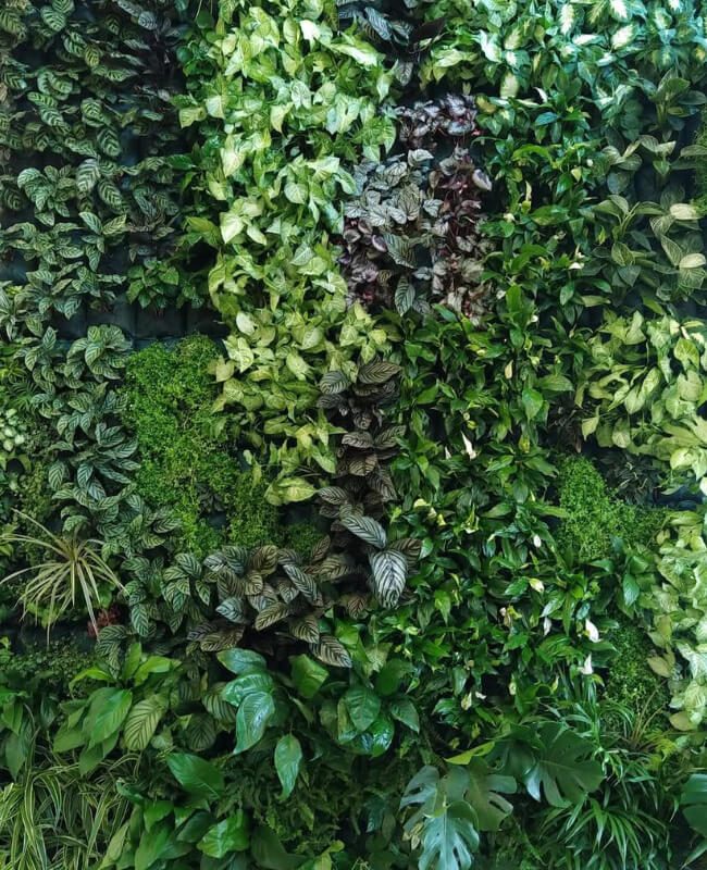 Mur Végétal Vivant – Bretigny