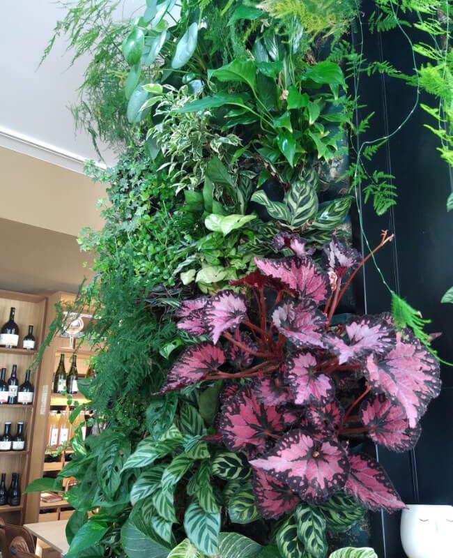 Mur Végétal Vivant – « Chez Stéphane », cave à vin à Château neuf de Gadagne