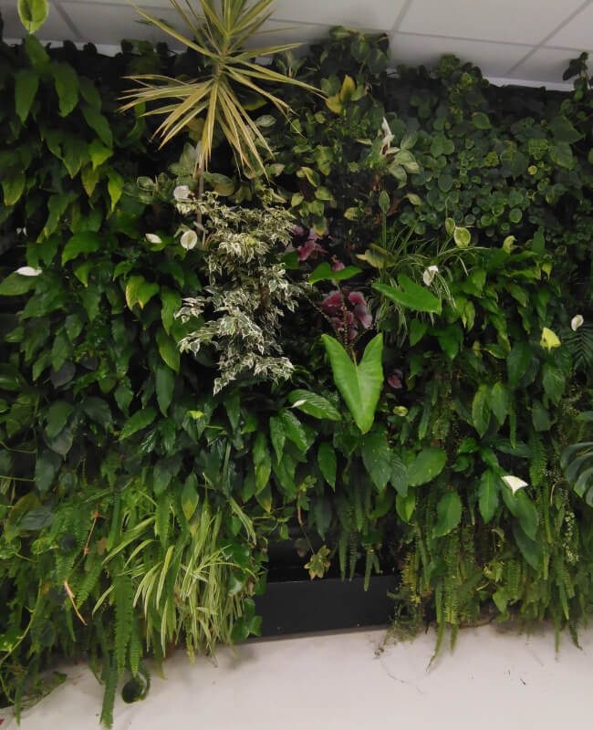 Mur végétal Intérieur à Montélimar