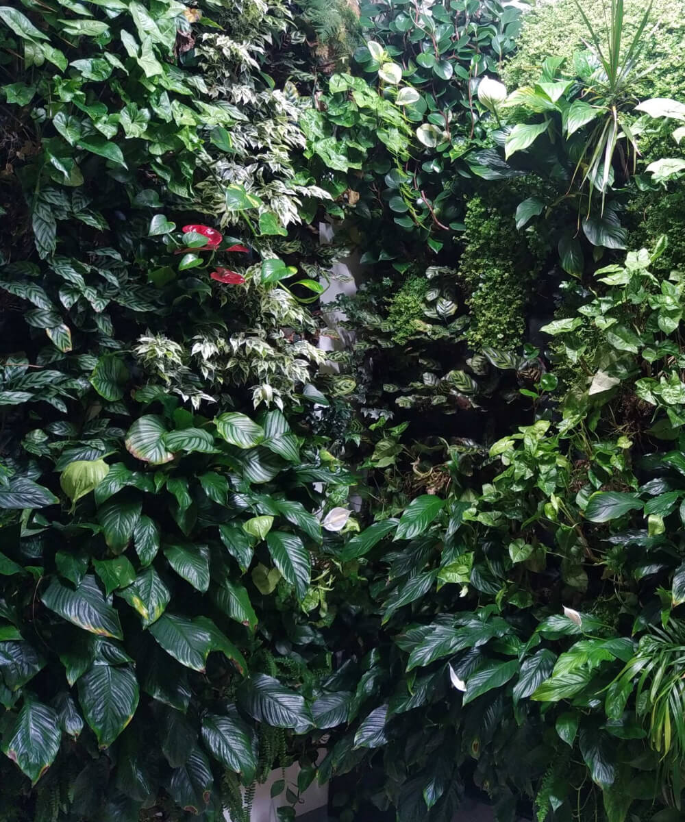 Mur végétal vivant avec plantes naturelles dans open space à Marseille