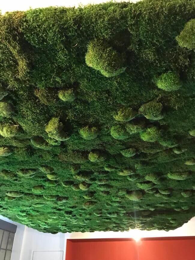 Plafond Végétal - Mix Mousse - La cave à manger du CAVIN - Bagneres-de-Bigorre