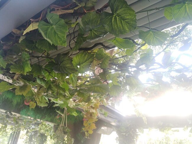 Suspension végétale - Cacio e Pepe -Marseille